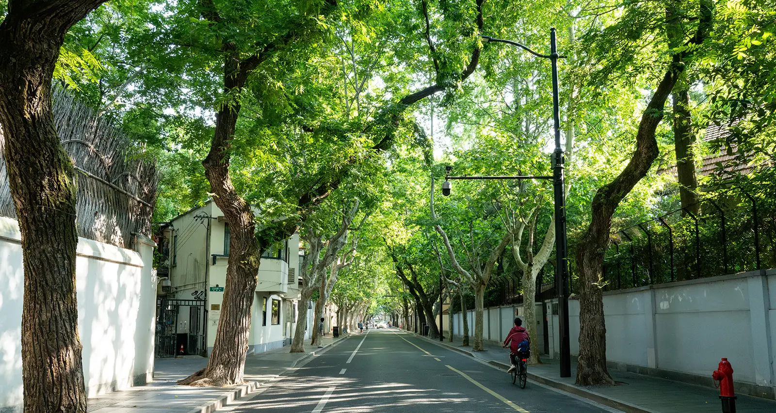 Quiet tree-line street in the former French Concession area of Shanghai